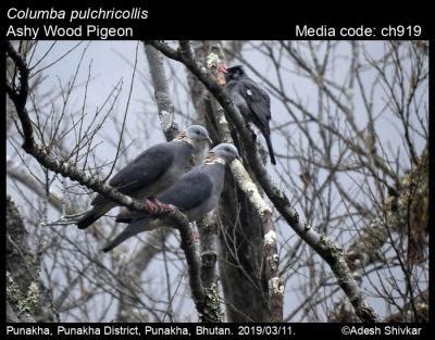 鴿屬|Columba pulchricollis Blyth, 1846 